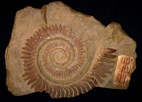 Helicoprion perm fund - fund, 1910